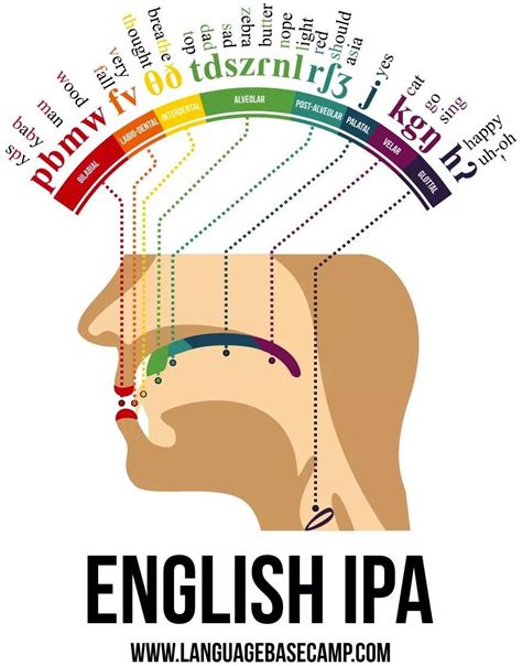 A Phonetic Map Of The Human Mouth Human Mouth Phonetic Alphabet
