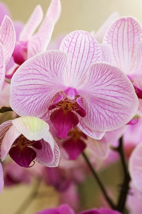 List Of Pictures Pretty Orchids
