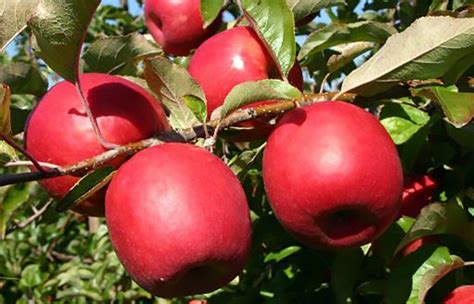Lady In Red Apple Fruit Tree Variety Anfic