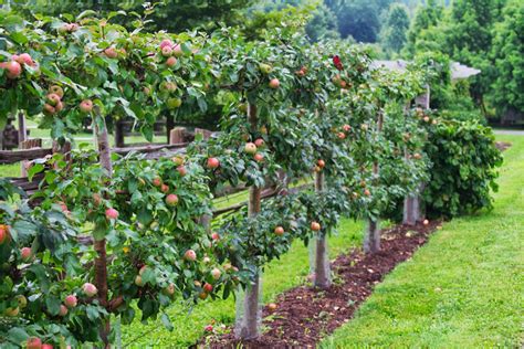 Gravenstein Apple Espalier Certainly Contains Dropped Fruit To A More