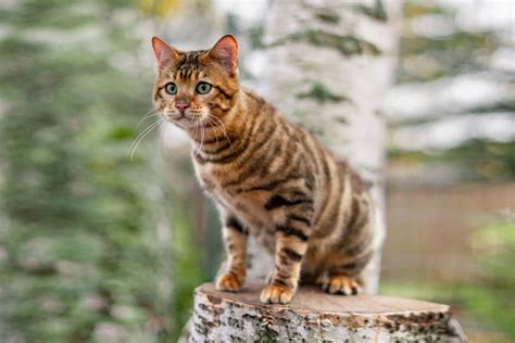 Toyger Cat Breed Information Great Pet Care