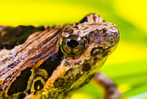 Free Images Nature Wildlife Toad Amphibian Fauna Tree Frog