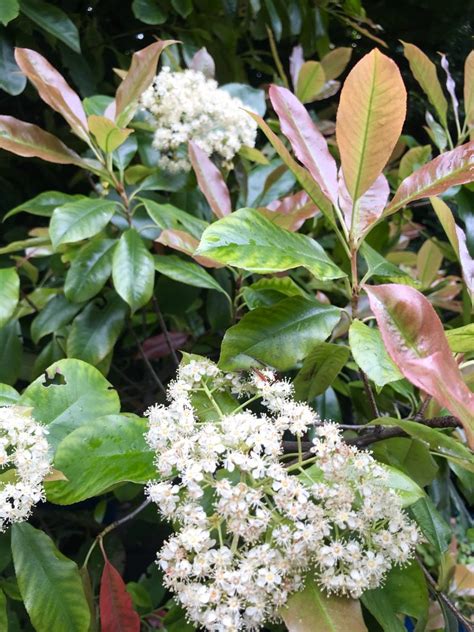 Photinia Glabra Or Japanese Photinia Online Flower Garden