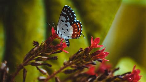 Download Wallpaper 3840x2160 Butterfly Close Up Patterns Wings