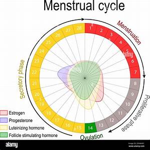 Menstrual Cycle And Hormone Level Ovarian Cycle Follicular And Luteal