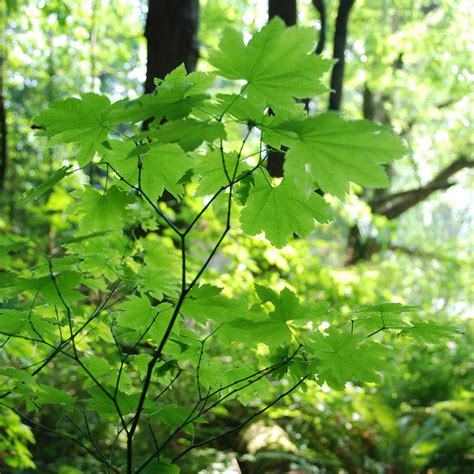 Vine Maple Acer Circinatum
