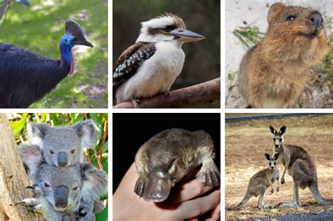 Most Unique Animals In Australia Brisbane Kids