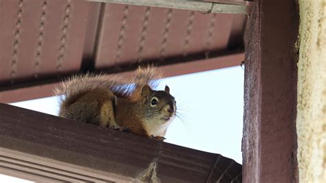 Ways To Get Rid Of Squirrels In Your Attic