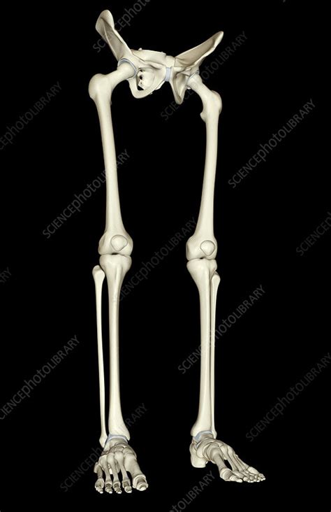 Bones articulate to form structures. The bones of the lower body - Stock Image - F001/7592 ...