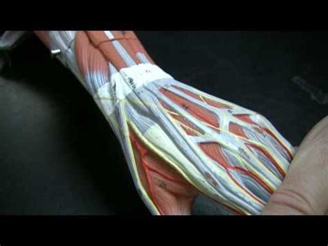 The median nerve passes posterior to the tendinous arch connecting the two heads of the flexor digitorum superficialis and remains under cover of that muscle, adherent to its. Muscles and Tendons of the Forearm pt 1 - YouTube