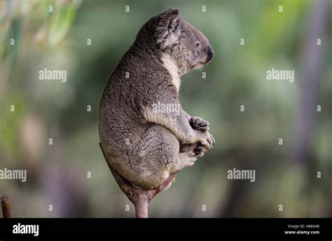 Queensland Koala Phascolarctos Cinereus Adustus Male San Diego Zoo