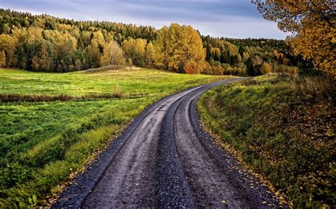 Forest Road With Green Grass Field And Trees With Yellow Leaves 4k Hd