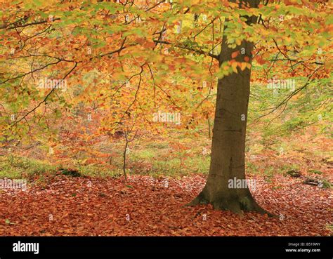 Beech Tree In Autumn Fagus Sylvatica Stock Photo Alamy