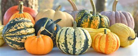 Pumpkin Nutritional Info Health Benefits Recipes And More