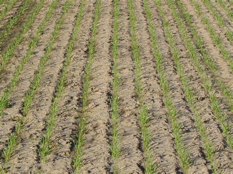 Grows in both warm climates, and harsh climates. Keys for Seeding High Yielding Wheat | Mississippi Crop Situation