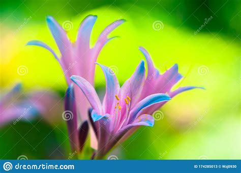 Pink Lily Flowers With Yellow Green Lighting Effects Stock Image