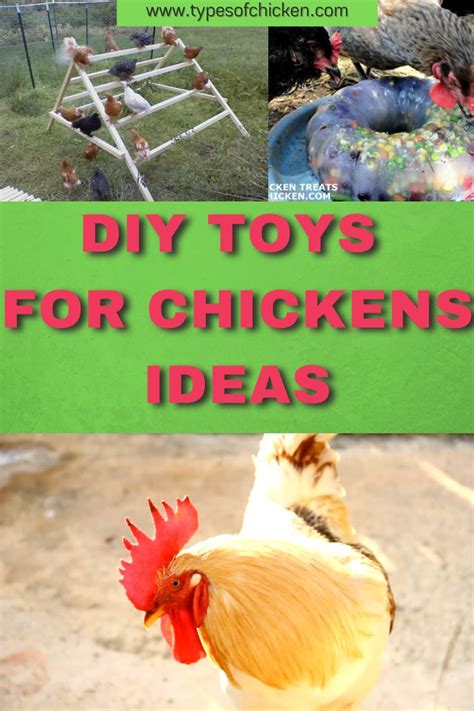 How To Keep Your Chickens Entertained And 3 Diy Toys Part 2 Diy