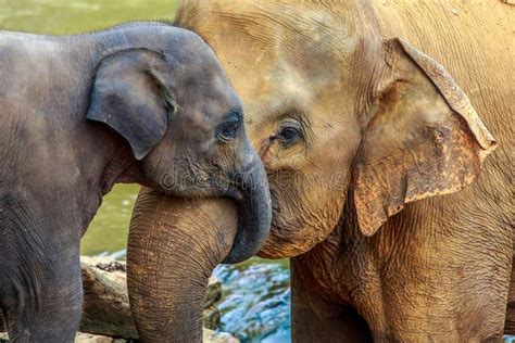 Elefante Y Elefante Del Bebé Foto De Archivo Imagen De Tronco Animal