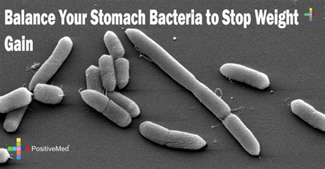 balance your stomach bacteria to stop weight gain positivemed