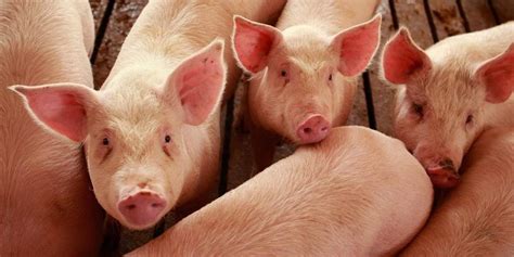 Easy Guide To Starting A Thriving Pig Farm Latia Agribusiness Solutions
