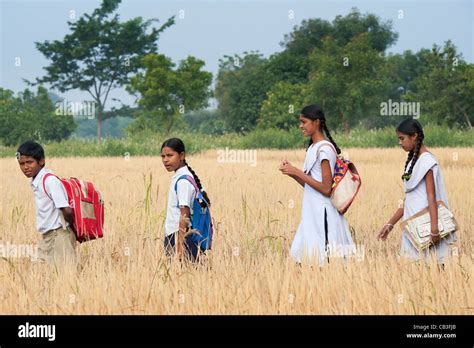 Indian Children Walking To School Through Ripe Rice Paddy Field Andhra