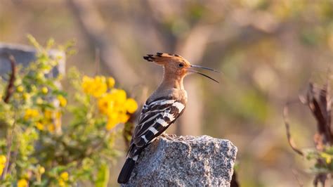 Indian Hoopoe 4k Ultra Hd Wallpapers In High Quality
