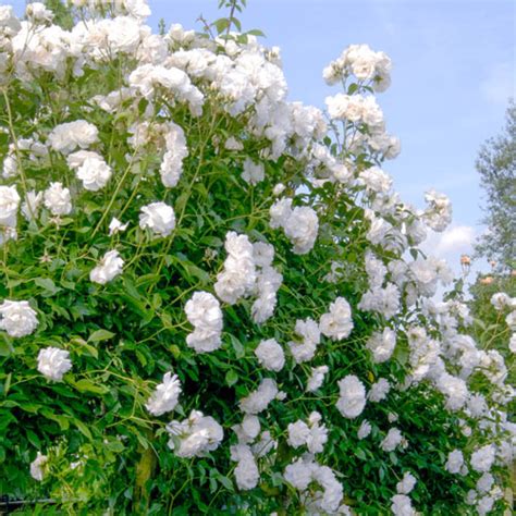 Iceberg White Climbing Rose Michigan Bulb