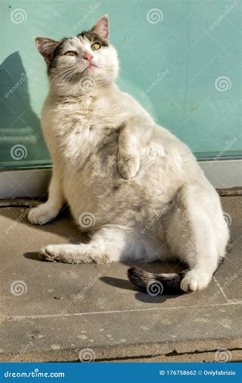 Pregnant Cat Stock Photo Image Of Mammal Outdoor Feral 176758662