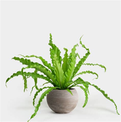 Low Maintenance Indoor Plants Low Maintenance Landscaping Rabbit Foot Fern Bird Nest Fern