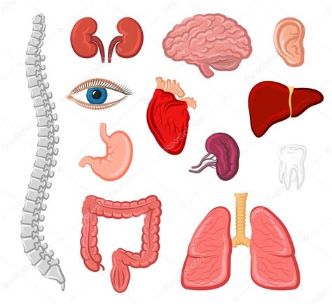 Imágenes órganos Internos Y Externos Del Cuerpo Humano Icono Aislado