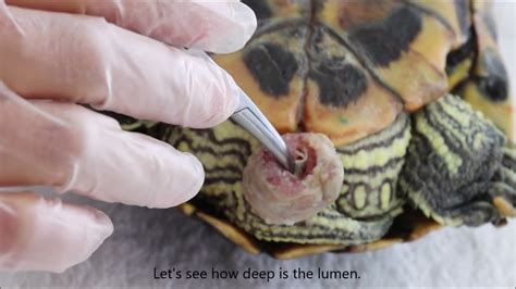 How To Treat A Vent Prolapse In A Red Eared Slider Oviduct Prolapse