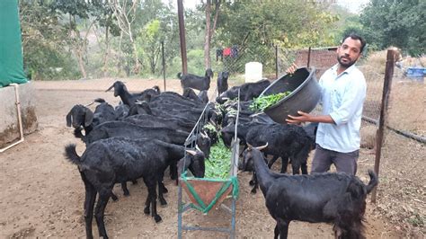 60 Goat Farming By Dilwarsing L Osmanabadi Goat L Youtube