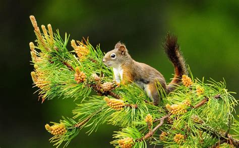 Squirrel On Pine Hd Wallpaper 2560x1600 Gludy