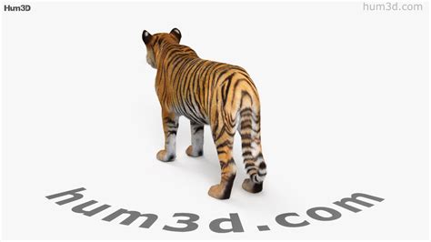 360 view of tiger 3d model 3dmodels store