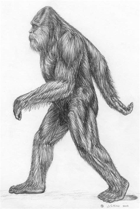 How To Draw Sasquatch At How To Draw
