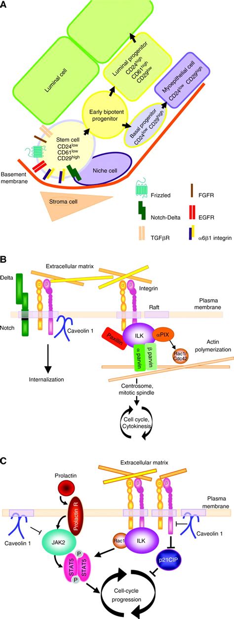 Integrins In Mammary Stem Cell Biology And Breast Cancer Progression