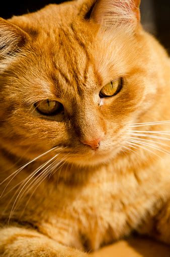 Beautiful Orange Cat Stock Photo Download Image Now Istock