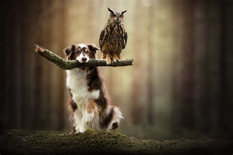 Owl Perched On Dogs Stick