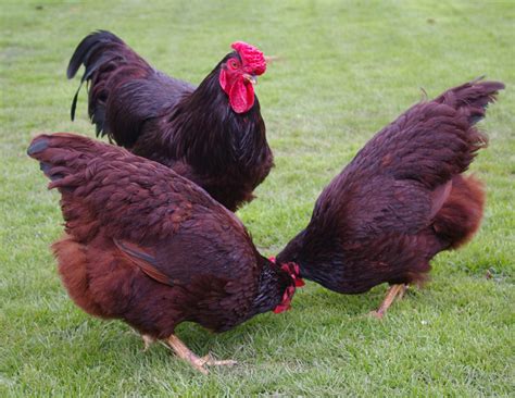 Top 10 Best Backyard Chicken Breeds Backyard Chickens Learn How To