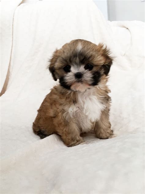 Teacup Morkie Puppy For Sale Tri Colored Iheartteacups