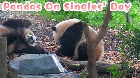 【if Pandas Can Talk】episode 3 Pandas On Singles Day Ipanda Youtube