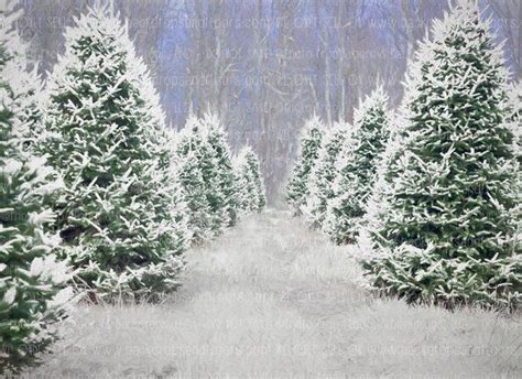 Outdoor Snowy Christmas Trees Photography Backdrop Snow