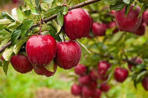 how to grow fruit guide to growing indoor and outdoor fruits skh