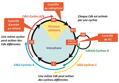 La Régulation Du Cycle Cellulaire Introduction Générale Rn Bio
