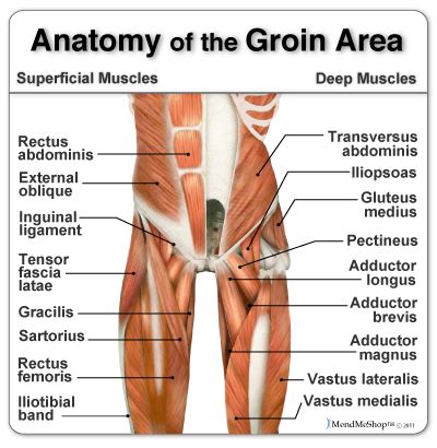 Groin muscles diagram anatomy of groin area photos muscles of the groin diagram human. injury victim | Ric Size