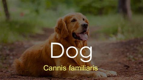 Here's 500 of the most popular dog names to help get you it's hard enough to come up with a bunch of names on the spot, but finding one that both sounds good is dogs really response to it if someone call him/her?there was any scientific issue for this. Scientific names of some common animals - Education Today News