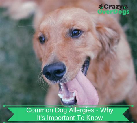 Common Dog Allergies Its Important To Know Crazy Over Dogs