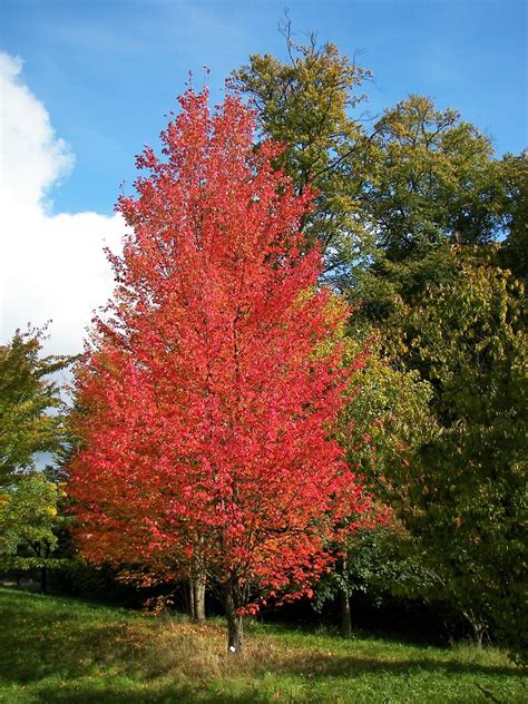 25 Scarlet Carolina Red Maple Tree Acer Rubrum Seeds Ebay