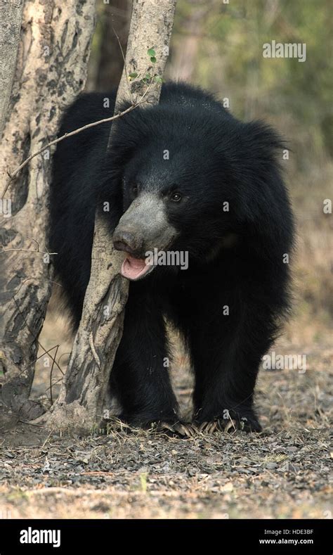The Image Of Sloth Bear Melursus Ursinus Was Taken In Daroji