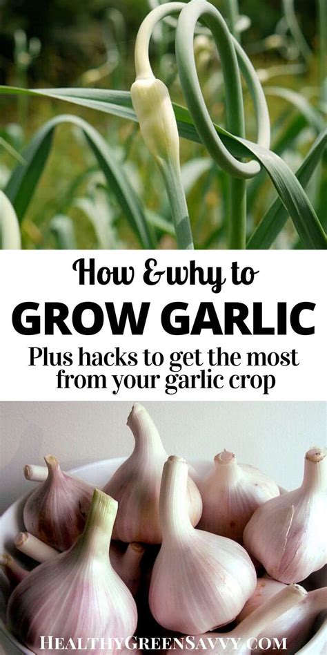 How To Grow Garlic And Why Youd Want To Growing Garlic When To